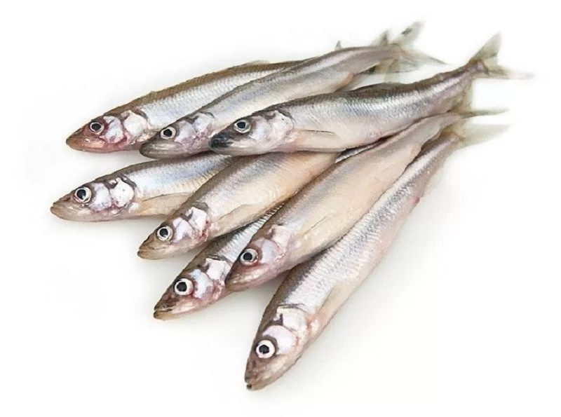 Окунь морской б/г с/м,