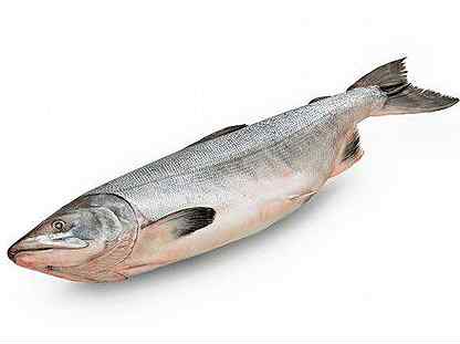 Кижуч с/м ПБГ,