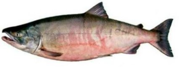 Креветки королевские 1/4 кг ООО "Вичюнай-Русь",